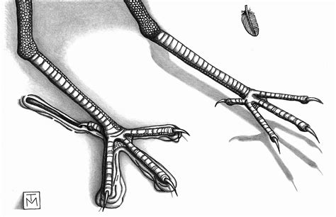 eScienceCommons: Tell-tale toes point to oldest-known fossilized bird tracks from Australia