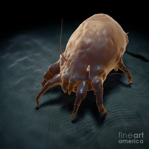 House Dust Mite Photograph by Science Picture Co