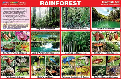 Rainforest Chart, टीचिंग चार्ट, शिक्षण चार्ट in Sewri West, Mumbai , Skylark Printers | ID ...