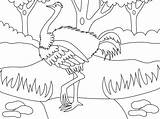 Ostrich Coloring Page sketch template