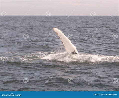 Humpback Whale Flipper Picture. Image: 2714470