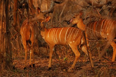 Malawi: Wildlife Deluxe | Natuurbeschermingsproject | All for Nature Travel