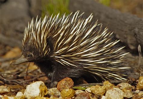 Digging Echidnas are Essential Australian Ecosystem Engineers - The Official PLOS Blog