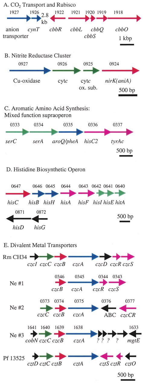 N. europaea gene clusters. Several gene clusters described in the text... | Download Scientific ...