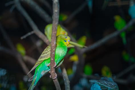 How to Stop Birds Chirping at Night: Read This First - Bird Watching Pro