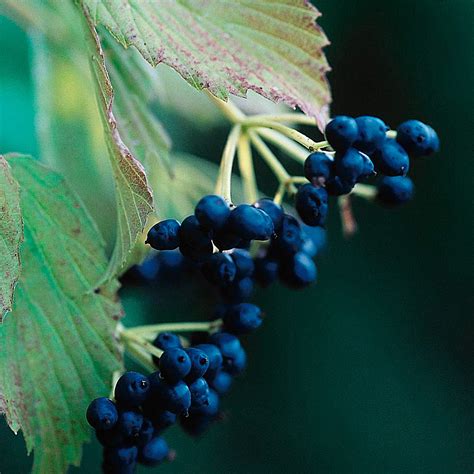 Viburnum dentatum | White Flower Farm