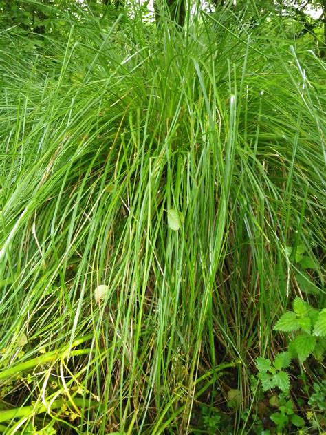 Carex paniculata (Great tussock sedge) - Devon Pond Plants