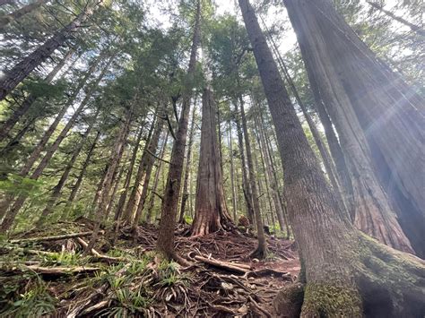 Inside the battle to save Canada’s ancient, old-growth forests ...