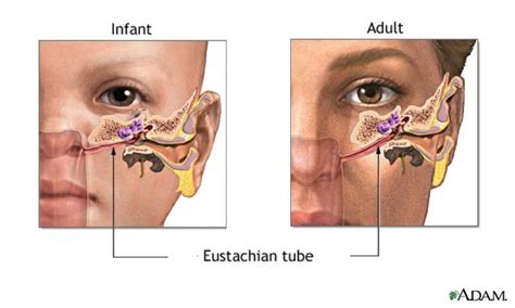 Diagram Of Eustachian Tube And Sinuses