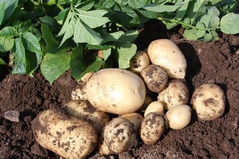 Seed potato suppliers to retail market see 10-15% sales increase | HortWeek