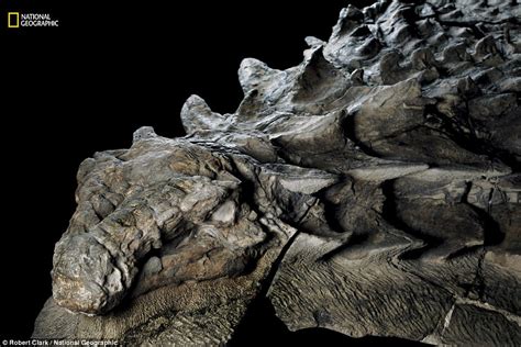 Fossil of new species of nodosaur is so well preserved that it looks like a statue video ...