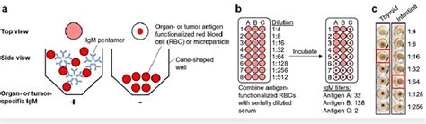 Principle of the assay for IgM quantification (a) Red blood cells... | Download Scientific Diagram