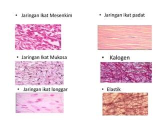 Jaringan Ikat | PPT