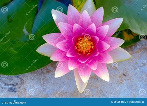 Top view on lotus flower stock image. Image of attractive - 205854125