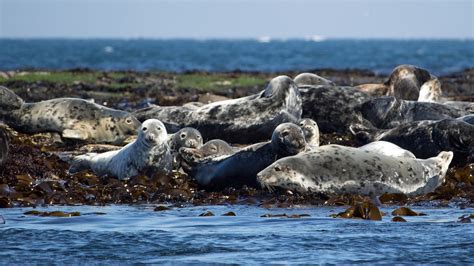 Grey seals - Northumberland, UK - Pesticide Action Network UK