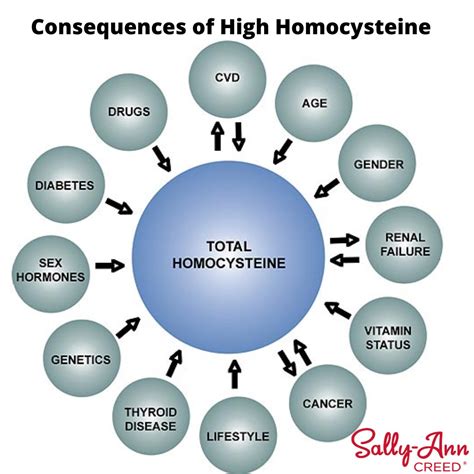 The Consequences of High Homocysteine Levels - Sally-Ann Creed