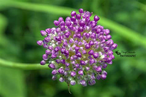 Guelph Arboretum • Cheryl Dumoulin Photography