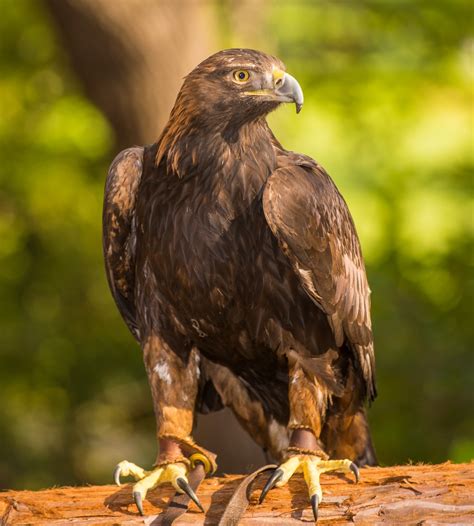 Golden Eagle - Lindsay Wildlife Experience