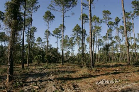 Free picture: old, pine, plantation