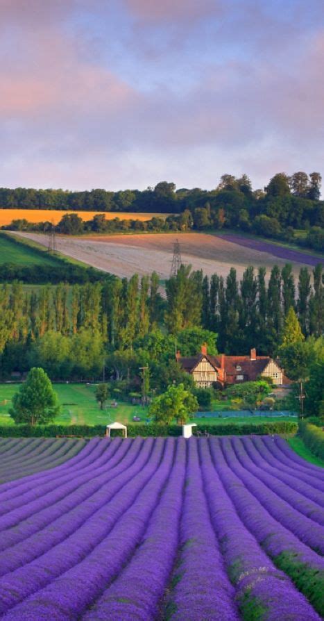 Castle Farm lavender harvest in Shoreham, Kent, England • photo: Nigel ...