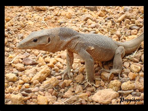 Monitor Lizard (Udumbu) | Indu Lekha | Flickr