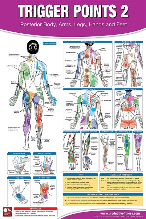 Trigger Point Therapy Chart/Poster Set; Acupressure Charts - Myofascial Trigger Points - Massage ...