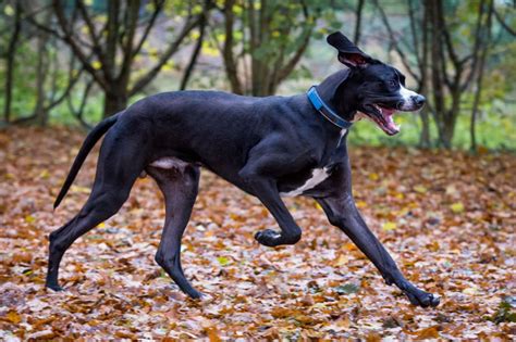 Labradane (Great Dane and Lab Mix) | Great Dane