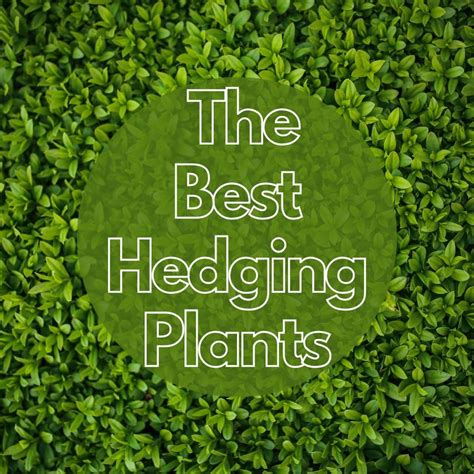 The 8 Best Hedge Plants - Dengarden