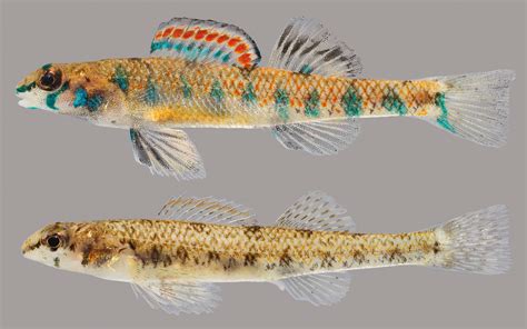 Speckled Darter – Discover Fishes