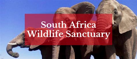 South Africa Wildlife Sanctuary Volunteer Project