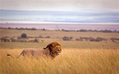 Wildlife in Zambia | Discover Africa Safaris