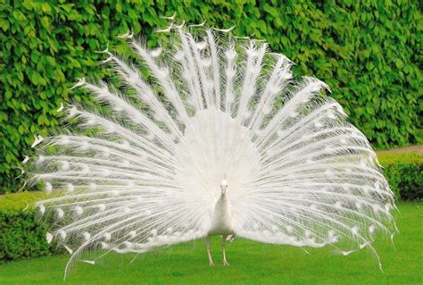 White Peacock Wallpapers - Top Free White Peacock Backgrounds - WallpaperAccess