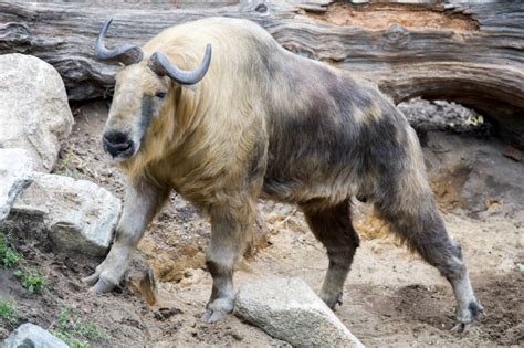 Meet The Takin, The Elusive Cow-Goat Hybrid Of The Himalayas