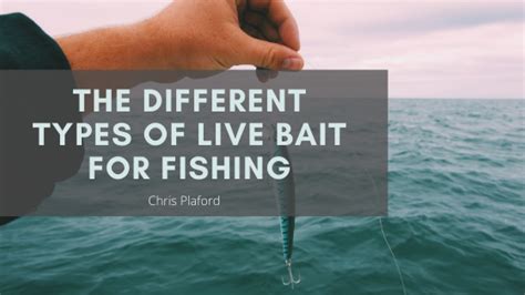 The Different Types of Live Bait for Fishing | Live bait, Bait, Fish