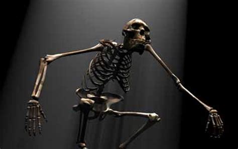 3d model skeleton australopithecus aka lucy