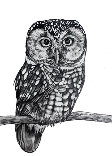 Owl Original Pencil Drawing 85 | Etsy | Pencil drawings, Owls drawing, Drawings