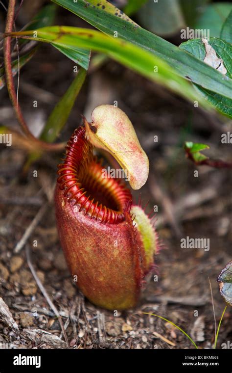 Carnivorous pitcher plant (Nepenthes kinabaluensis) on Mt Kinabalu summit trail. Kinabalu ...