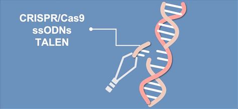 CRISPR基因编辑 - 哔哩哔哩