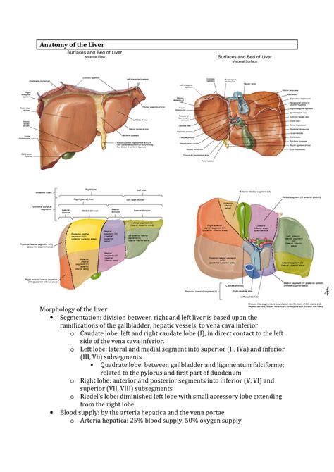 Liver Anatomy Lobes - Anatomy Reading Source