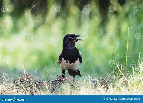 Eurasian Magpie with Open Beak in Summer Forest Stock Image - Image of green, feathers: 157975803