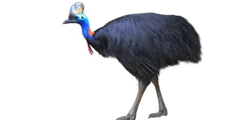 Cassowary Attack: Are Cassowaries Dangerous to Humans? - IMP WORLD