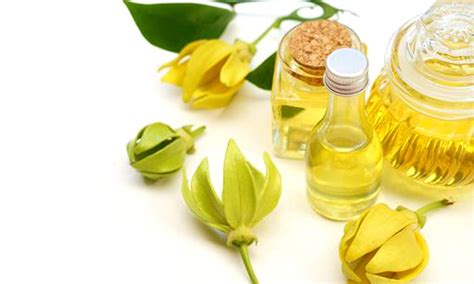 Ylang Ylang Essential Oil: Uses, Benefits and Precautions