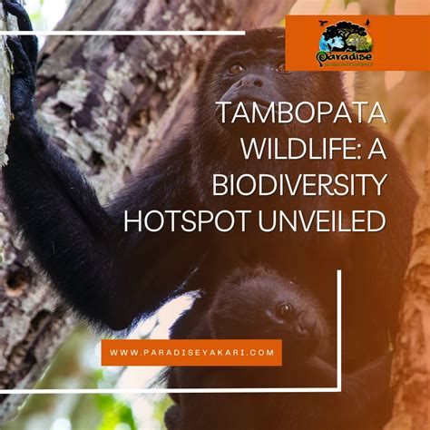 Tambopata Wildlife - Paradise Amazon Lodge & Adventure