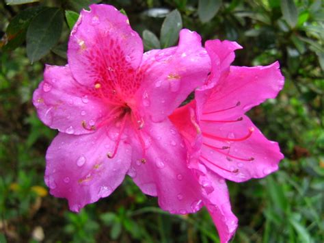 flowers for flower lovers.: Azalea flowers.