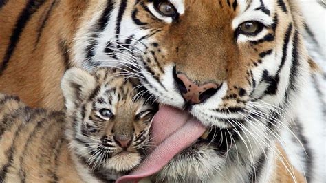 tiger, Cubs, Baby Animals, Animals, Tongues Wallpapers HD / Desktop and ...