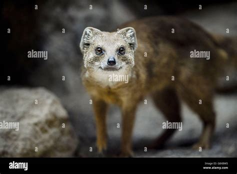 Animals at Bristol Zoo Stock Photo - Alamy