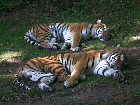 150 Pictures of Tigers - Sleeping, Swimming, with Cubs, and More! | Tiger pictures, Tiger ...