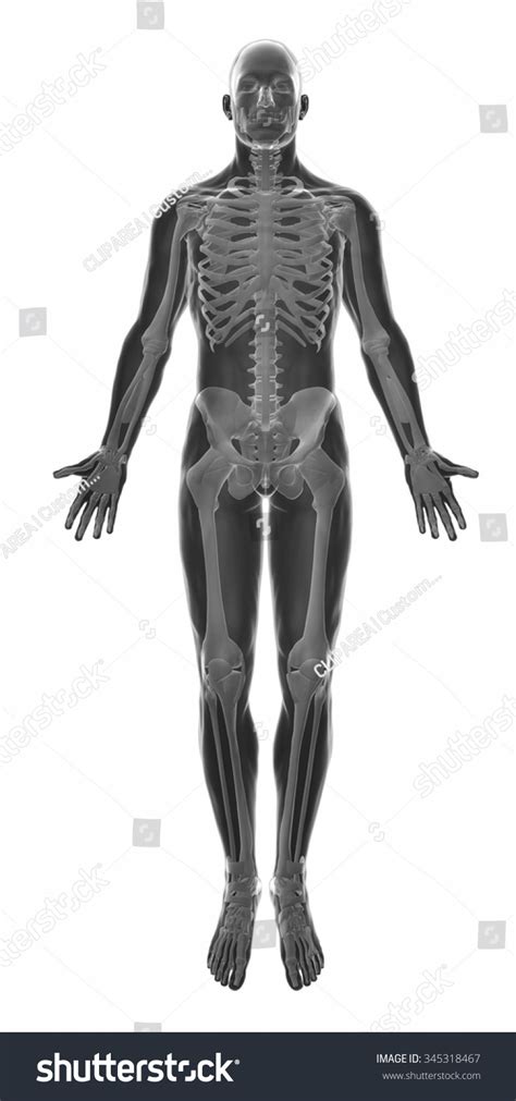 Muscle Anatomy Isolated - Stock Photo 345318467 : Shutterstock