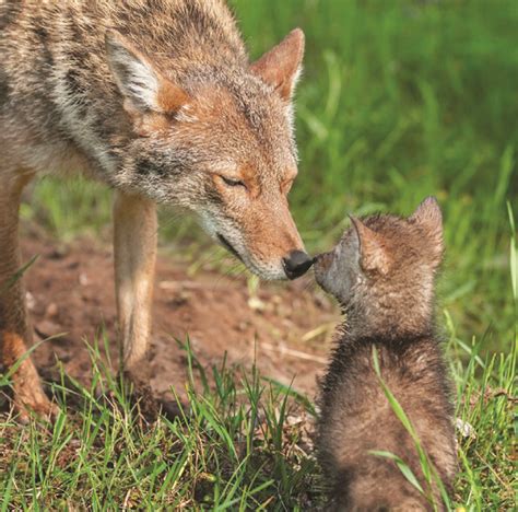 Florida Wildlife With Ali: Coyotes | Osprey Observer