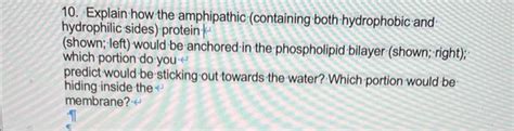 Solved 10. Explain how the amphipathic (containing both | Chegg.com